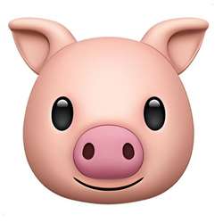 SchweinHund